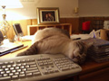 lars sleepy on desk.jpg